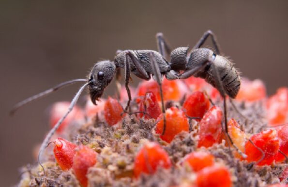 How To Get Rid Of Ants In The Kitchen